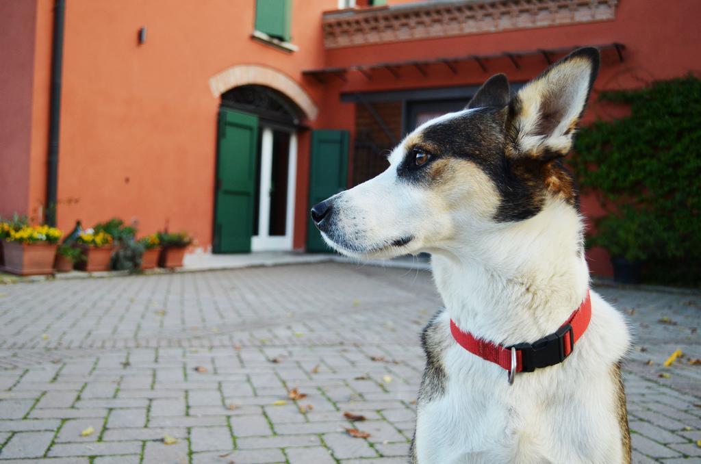 B&B L'Alberone Budrio  Luaran gambar